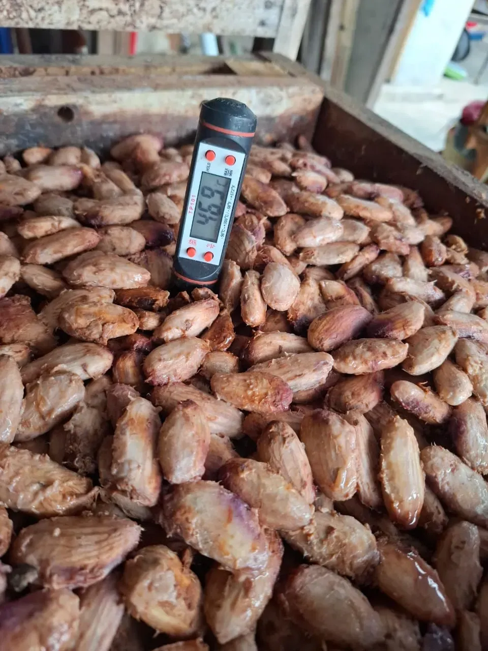 North Sulawesi Cocoa Beans (Coklat) Export: Fine Flavor for Premium Chocolate - Indonesian spice industry news and updates