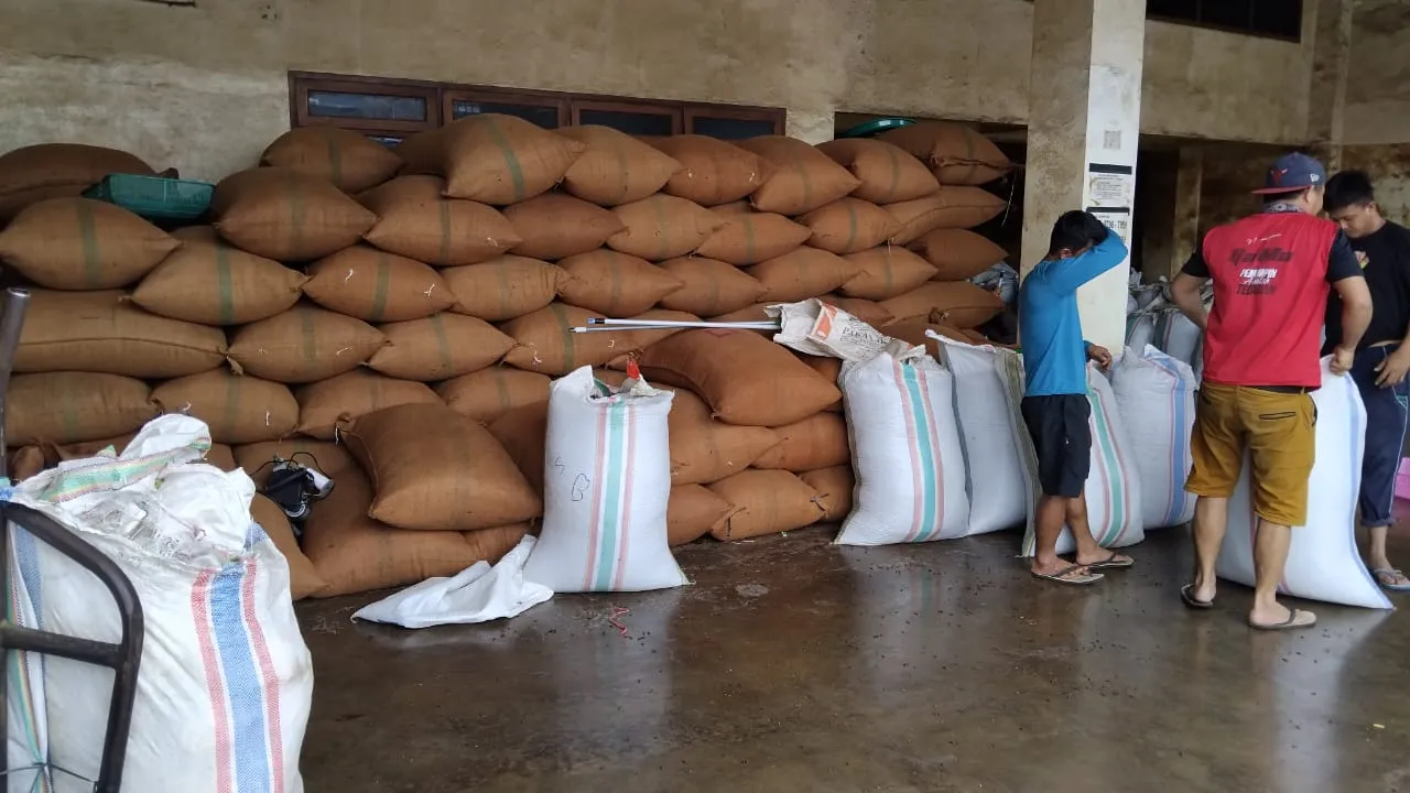 Sorting and packaging of clove harvest - Indonesian spice facility in North Sulawesi