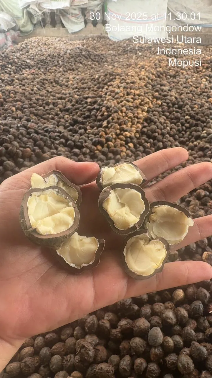 Candlenut processing facility - Indonesian spice facility in North Sulawesi