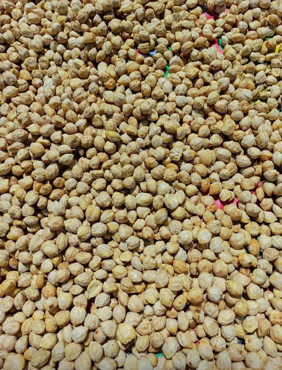 Candlenut processing facility - Indonesian spice facility in North Sulawesi