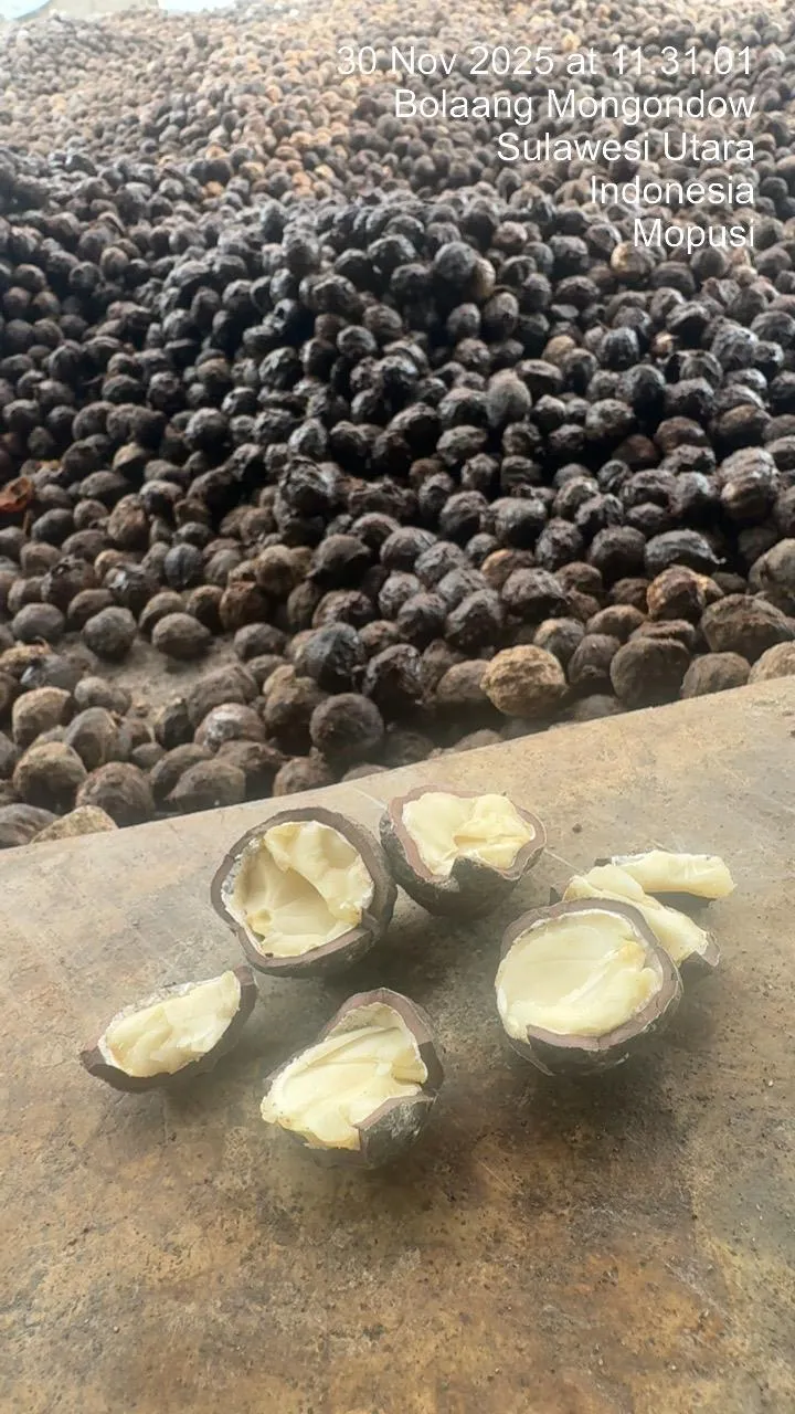 Candlenut processing facility - Indonesian spice facility in North Sulawesi