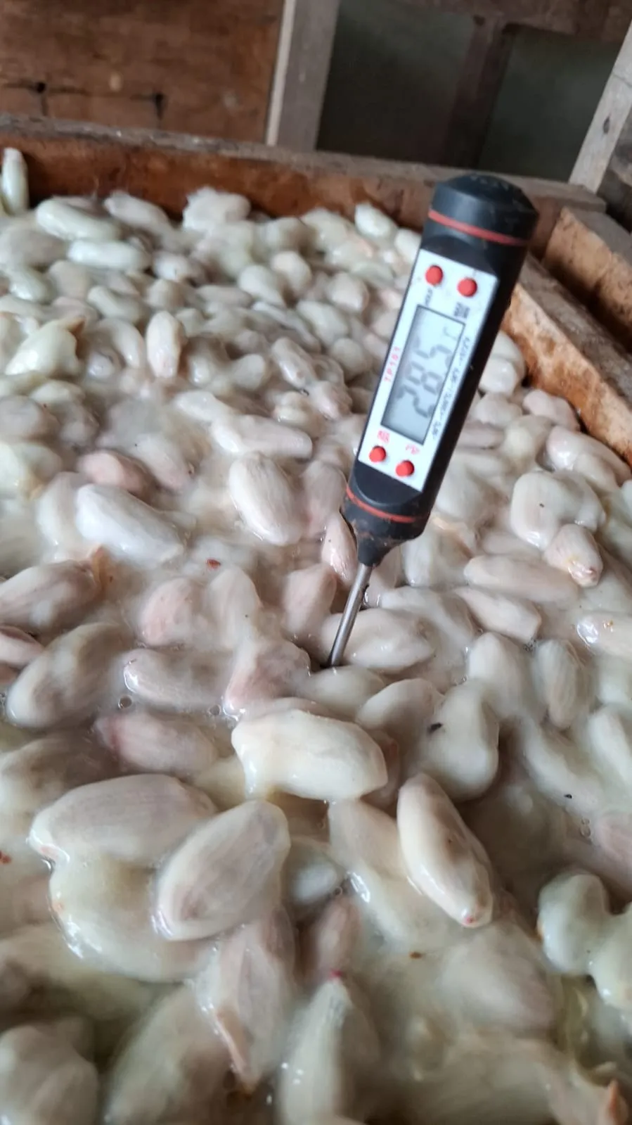 Cocoa Beans processing facility - Indonesian spice facility in North Sulawesi