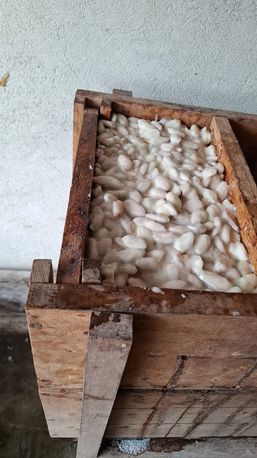 Cocoa Beans processing facility - Indonesian spice facility in North Sulawesi