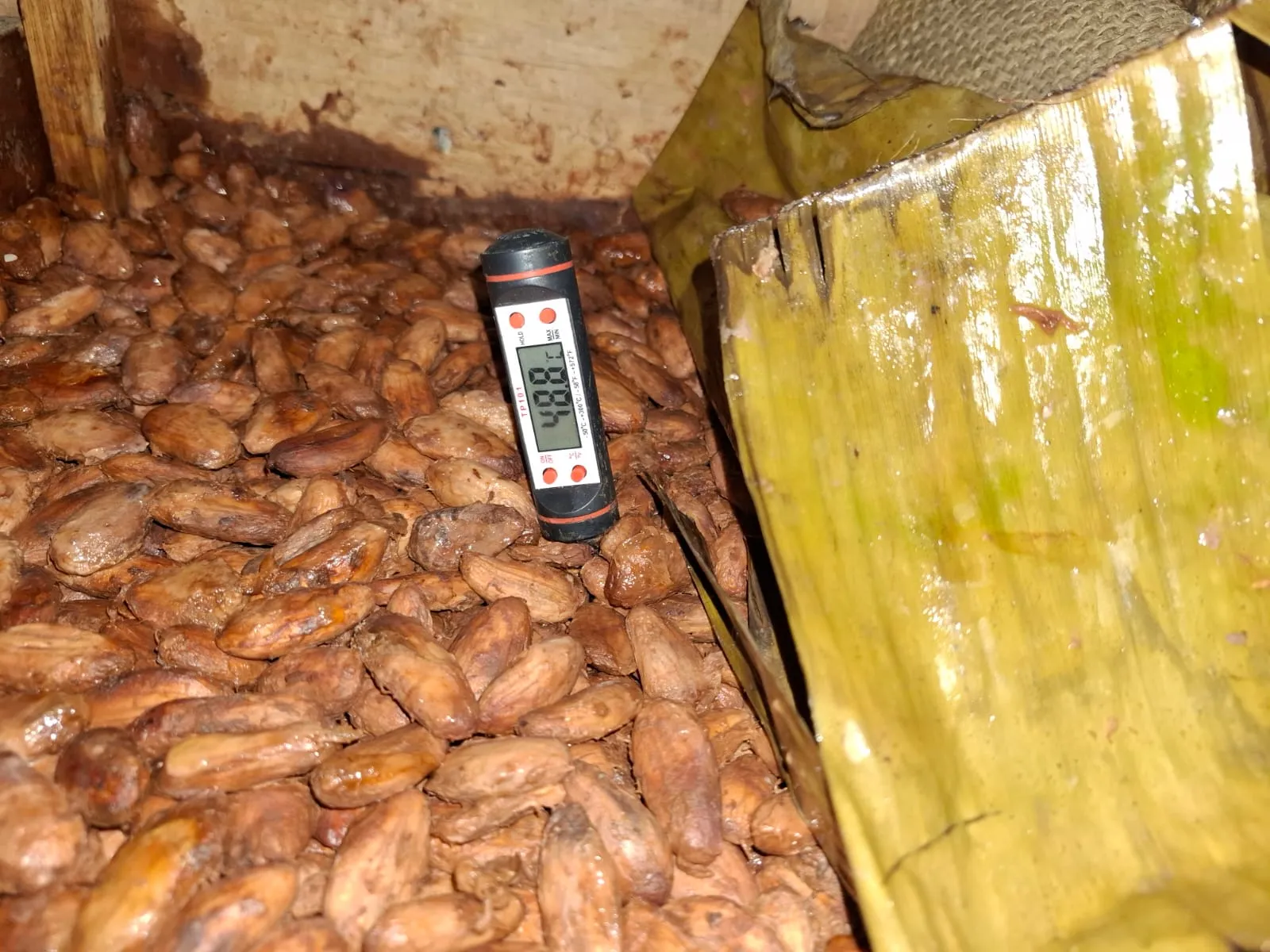 Cocoa Beans processing facility - Indonesian spice facility in North Sulawesi